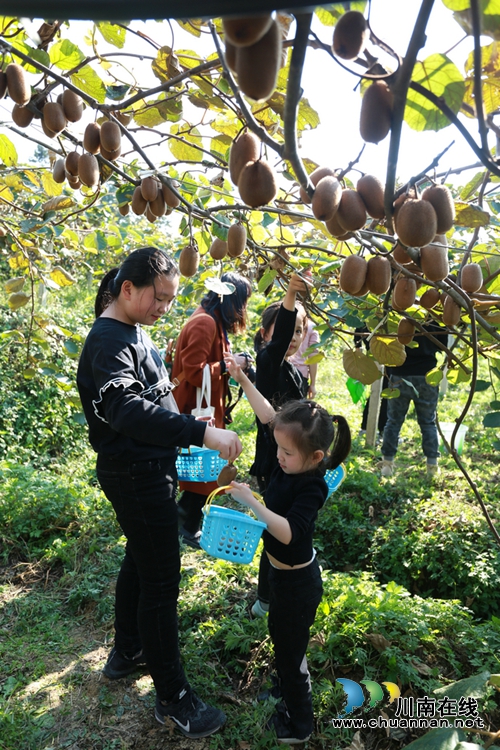 古蔺：10颗猕猴桃总重3.24千克&nbsp;拍出1.8万天价(图10)