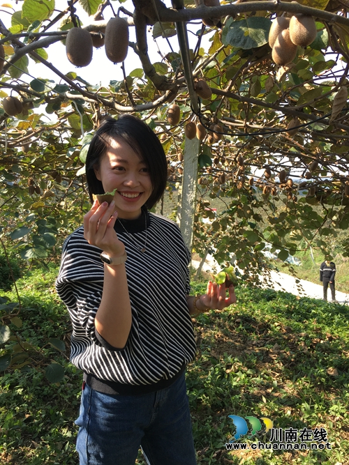 古蔺：10颗猕猴桃总重3.24千克&nbsp;拍出1.8万天价(图9)