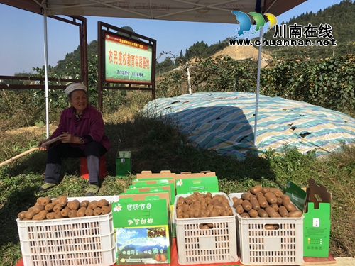 古蔺：10颗猕猴桃总重3.24千克&nbsp;拍出1.8万天价(图11)