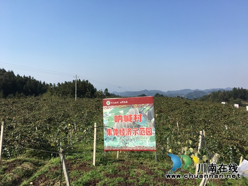 古蔺：10颗猕猴桃总重3.24千克&nbsp;拍出1.8万天价(图12)