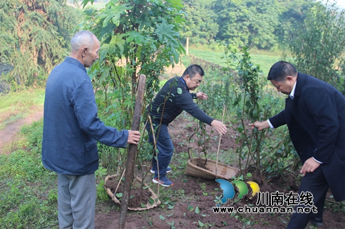 纳溪区棉花坡镇：因户施策固成果，燃起脱贫户致富新希望(图1)