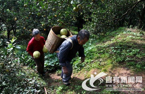 宜宾柑橘夫妻的情怀：30多年果园被征毫无怨言(图1)