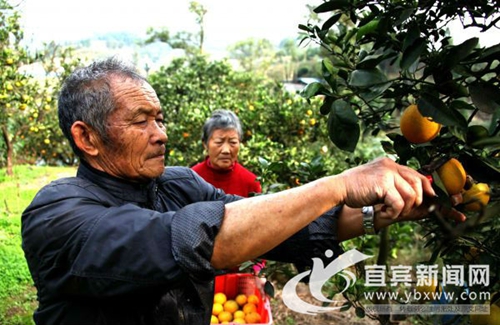 宜宾柑橘夫妻的情怀：30多年果园被征毫无怨言(图2)