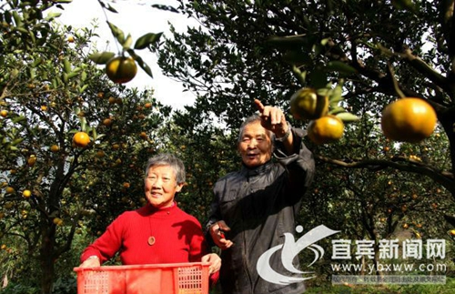 宜宾柑橘夫妻的情怀：30多年果园被征毫无怨言(图3)