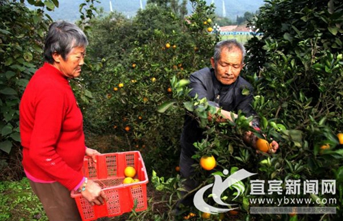 宜宾柑橘夫妻的情怀：30多年果园被征毫无怨言(图4)