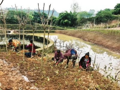 自贡铁腕根治水源威胁&nbsp;打造20公里“生态氧吧”(图1)