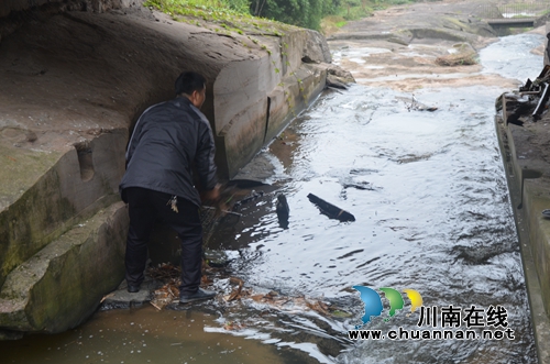 泸县太伏镇开展长江沿线入河排污口整治行动(图5)