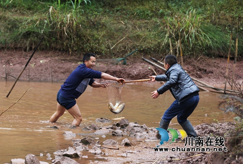 捉鱼庆丰收！泸州叙永举办首届“乡村捉鱼节”(图1)