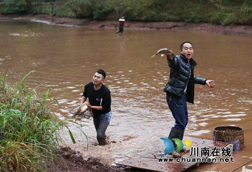 捉鱼庆丰收！泸州叙永举办首届“乡村捉鱼节”(图5)