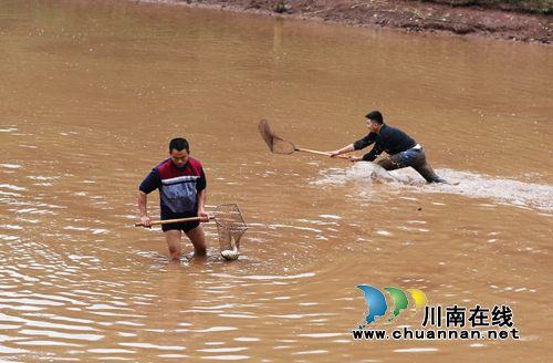 捉鱼庆丰收！泸州叙永举办首届“乡村捉鱼节”(图6)