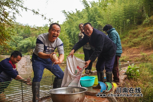 捉鱼庆丰收！泸州叙永举办首届“乡村捉鱼节”(图10)