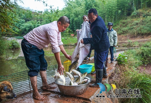 捉鱼庆丰收！泸州叙永举办首届“乡村捉鱼节”(图12)
