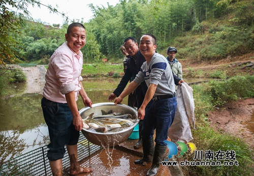 捉鱼庆丰收！泸州叙永举办首届“乡村捉鱼节”(图11)