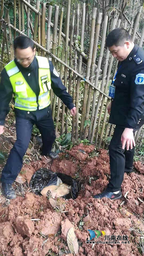 宜宾筠连交警部门联动防控“非法猪瘟”(图2) 宜宾筠连交警部门联动防控“非法猪瘟”(图2)