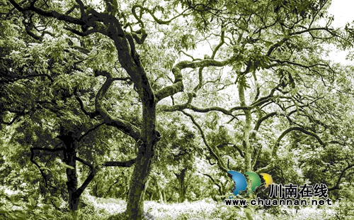 首届“千年画卷·醉享张坝”摄影大赛评选揭晓(图22) 首届“千年画卷·醉享张坝”摄影大赛评选揭晓(图22)