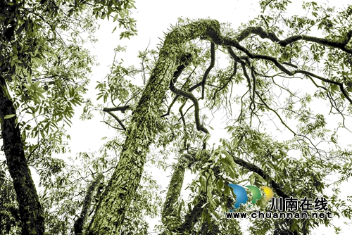 首届“千年画卷·醉享张坝”摄影大赛评选揭晓(图24) 首届“千年画卷·醉享张坝”摄影大赛评选揭晓(图24)