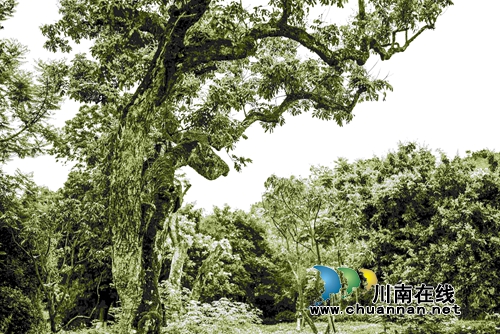 首届“千年画卷·醉享张坝”摄影大赛评选揭晓(图23) 首届“千年画卷·醉享张坝”摄影大赛评选揭晓(图23)