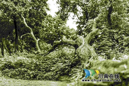 首届“千年画卷·醉享张坝”摄影大赛评选揭晓(图25) 首届“千年画卷·醉享张坝”摄影大赛评选揭晓(图25)