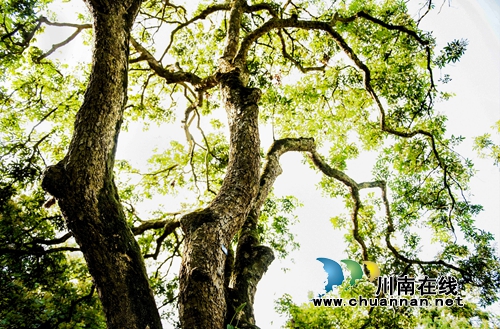 首届“千年画卷·醉享张坝”摄影大赛评选揭晓(图41) 首届“千年画卷·醉享张坝”摄影大赛评选揭晓(图41)