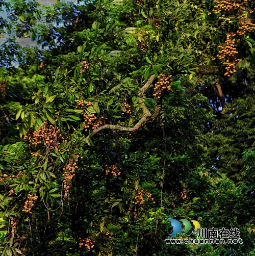 首届“千年画卷·醉享张坝”摄影大赛评选揭晓(图42) 首届“千年画卷·醉享张坝”摄影大赛评选揭晓(图42)