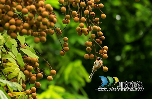 首届“千年画卷·醉享张坝”摄影大赛评选揭晓(图52) 首届“千年画卷·醉享张坝”摄影大赛评选揭晓(图52)