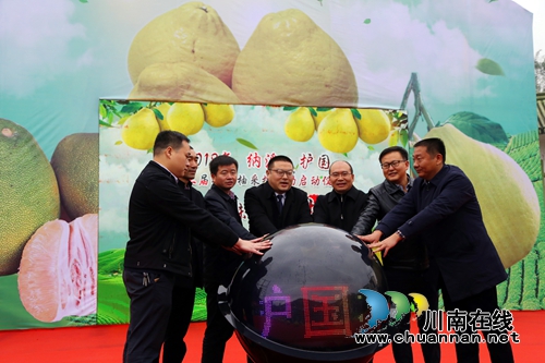 第三届“护国柚”采摘活动在纳溪护国镇启动(图1)