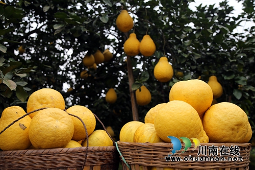 第三届“护国柚”采摘活动在纳溪护国镇启动(图4)