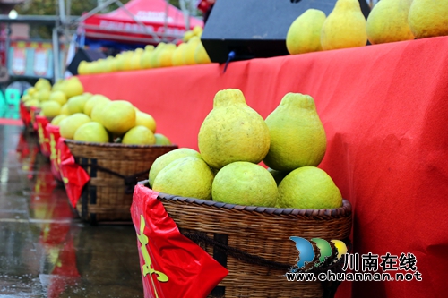 第三届“护国柚”采摘活动在纳溪护国镇启动(图5)