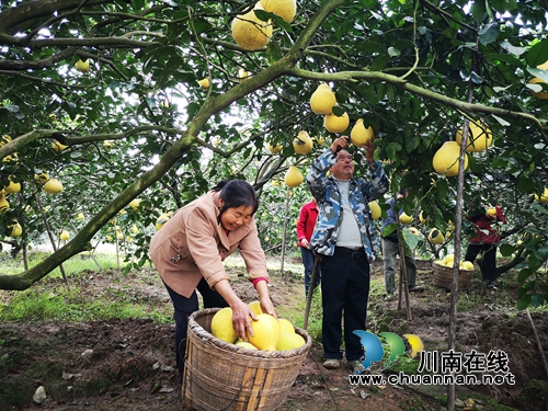 第三届“护国柚”采摘活动在纳溪护国镇启动(图6)