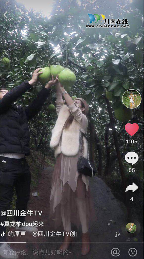 播放量600万！合江真龙柚在抖音上火了！(图4)