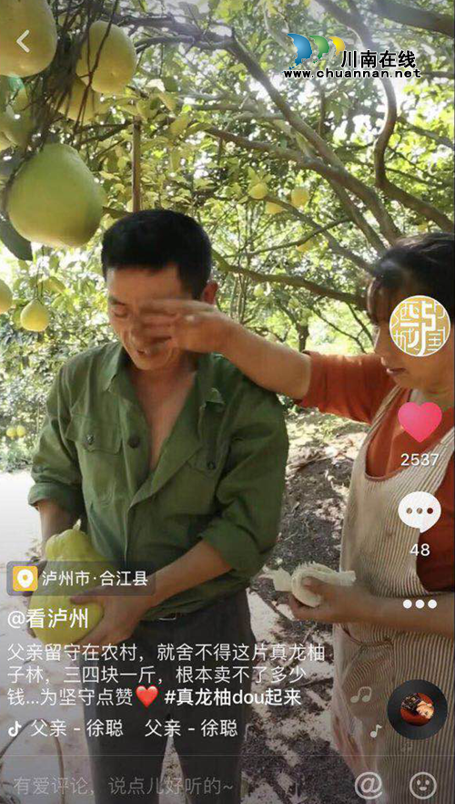 播放量600万！合江真龙柚在抖音上火了！(图3)