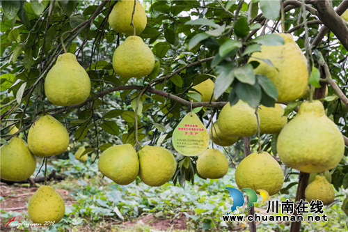 播放量600万！合江真龙柚在抖音上火了！(图8)