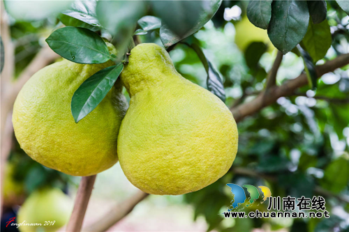 播放量600万！合江真龙柚在抖音上火了！(图11)