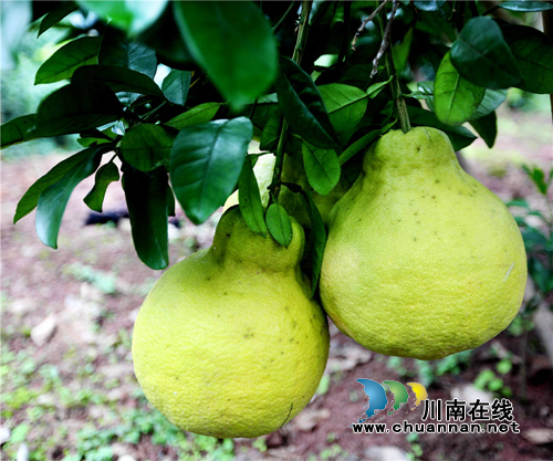 播放量600万！合江真龙柚在抖音上火了！(图10)