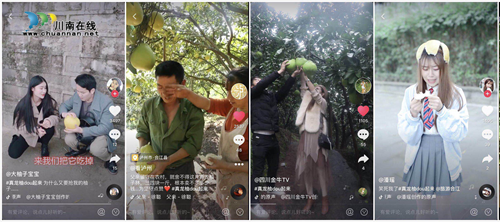 播放量600万！合江真龙柚在抖音上火了！(图1)