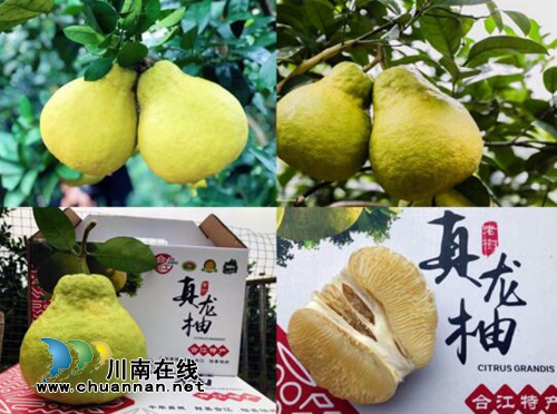 合江“真龙柚dou起来”抖音挑战赛最后一天啦(图4)