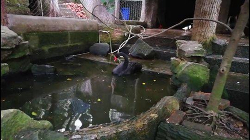 内江村民用舀子在水中舀出国家二级保护动物(图1)