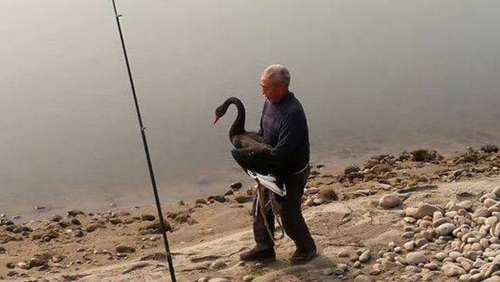 内江村民用舀子在水中舀出国家二级保护动物(图2)