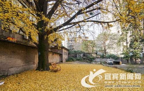 宜宾古银杏树成“网红”&nbsp;快来与它合影！(图1)