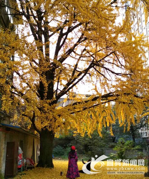 宜宾古银杏树成“网红”&nbsp;快来与它合影！(图2)