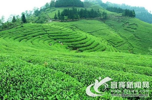 宜宾:川茶集团上榜四川民营企业百强名单(图2) 宜宾:川茶集团上榜四川民营企业百强名单(图2)