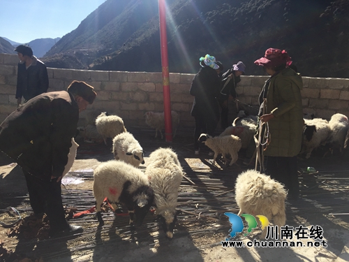 泸州企业“以购助扶”&nbsp;藏区群众发展产业脱贫(图2)