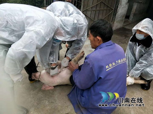 泸县立石镇开展非洲猪瘟采样排查工作(图1)