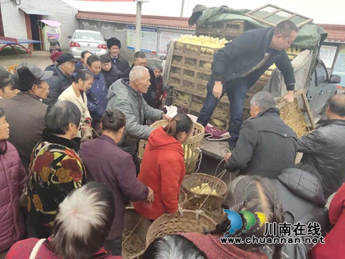 泸县太伏镇照南山村举行贫困户鹅苗发放暨养殖技术培训会(图1)