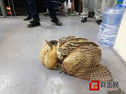 这只半人高的大鸟在自贡被人拣到&nbsp;差点被炖了(图1)