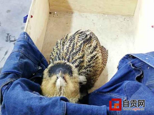 这只半人高的大鸟在自贡被人拣到&nbsp;差点被炖了(图2)