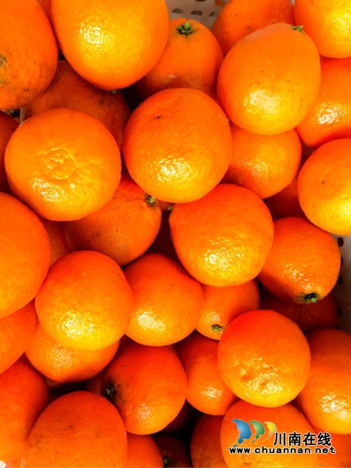 冬日诱惑：合江有种可以用吸管吃的橘子！(图1)