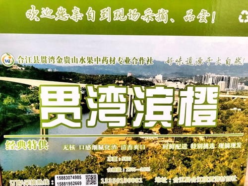 冬日诱惑：合江有种可以用吸管吃的橘子！(图7)