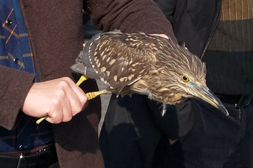 国家二级保护动物夜鹭夜闯民宅&nbsp;泸州村民放生(图1)