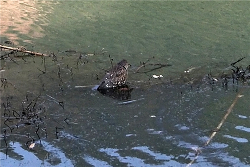 国家二级保护动物夜鹭夜闯民宅&nbsp;泸州村民放生(图2)